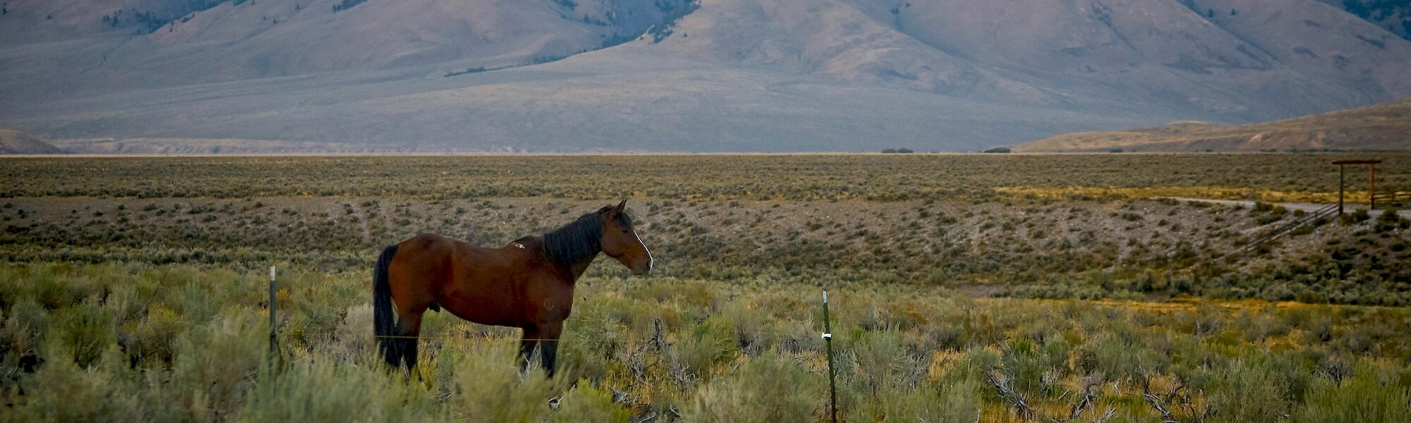Horse on Idaho ranch near boise